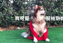 廚子的誕生：酒鬼的飯碗我來守護！-頭條楓林網