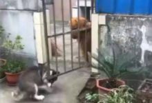 情人節二哈想約金毛去散步，不料被拒之門外，被笑哭了！-頭條楓林網