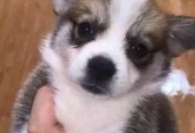 店家好心免費送狗，結果送出的狗第二天竟被遺棄在垃圾堆旁-頭條楓林網