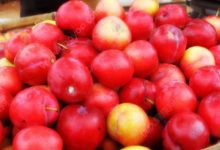 不同顏色蘋果功效大不同-頭條楓林網