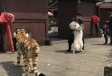 拆家偷吃無惡不作的薩摩耶，看到它後，慫的都快哭了-頭條楓林網