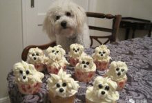 每年聖誕都這樣，狗子都忍無可忍了！-頭條楓林網