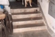 拉布拉多看見鏟屎官帶了一隻金毛回來 二話不說就跑了-頭條楓林網