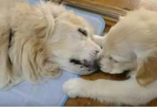 5個月大的小金毛，守著14歲的老金毛寸步不離，送它最後一程！-頭條楓林網