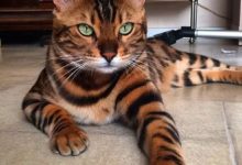 這也許是全世界最漂亮的孟加拉貓了，既帥氣又可愛！-頭條楓林網