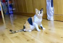 #上海領養# 貓貓等待領養嘍~-頭條楓林網