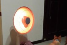 家裡有一件取暖器 貓咪如同神化了一樣 有木有-頭條楓林網