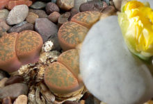 石頭也會開花？「這種神奇石頭」竟會開出無比美麗的花朵，伸手觸摸發現有著「彈性的肉質感」！-頭條楓林網