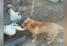 小黃狗路邊調戲大白鵝，不料被虐趴在地上哭著喊「媽媽」！-頭條楓林網