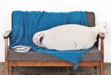 冬天就是要「豹」在一起！超療癒動物抱枕毯暖心上市-頭條楓林網