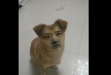 男主惹怒女主後，頭像被弄在狗頭上，狗狗躺著中槍！-頭條楓林網