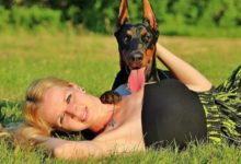 全球最厲害的警犬，中國有自己的驕傲！-頭條楓林網