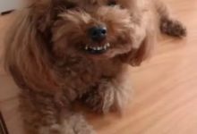 不給肉吃就一臉兇相呲呲牙的泰迪，一點都不膽小！是戲精沒錯-頭條楓林網