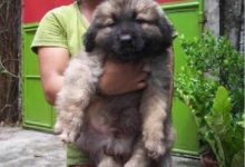 松獅和高加索的「混血兒」，毛絨絨的像個熊娃娃，萌翻天！-頭條楓林網