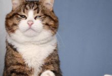 這隻大臉貓兩條後腿不會動，日常行動只能靠兩條前肢-頭條楓林網