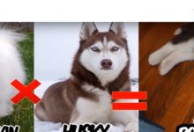 全球殺傷力最兇猛的犬種雜交，二哈的基因果真最強大！-頭條楓林網