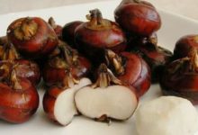 英國研究最新「腫瘤剋星」大公開！ 對抗『肺癌、乳癌』超有效!還不趕快分享出去!-頭條楓林網