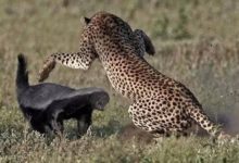 因為太囂張而被吉尼斯所收錄，獲封世界上「最無所畏懼的動物」稱號是福是禍？-頭條楓林網