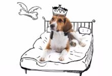 超有創意！插畫家將狗狗的心聲畫成一系列插畫，狗狗說不出口的都幫它們說了！-頭條楓林網