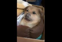 狗狗的頭被整成人臉，人臉狗的身體，這特效夠恐怖！-頭條楓林網