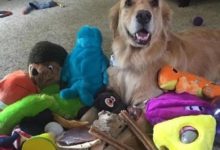 還記得那隻愛玩具的金毛嗎？如今它放棄玩具開始吸貓了……-頭條楓林網