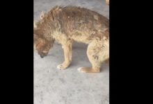 田園犬忠守鏟屎官家 老年了在家裡少了很多運動-頭條楓林網