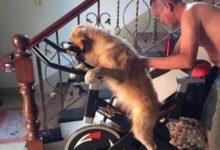 鏟屎官教金毛騎車，金毛：我能怎麼辦？我也很絕望啊！-頭條楓林網