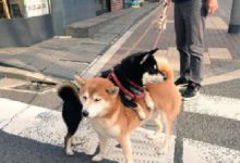 甜蜜的負擔，走累了！黑柴趴在同伴身上休息，眼神：寶貝你好重-頭條楓林網