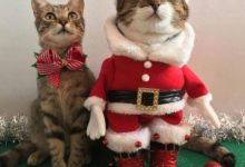 聖誕節就要到了，給你們家的貓咪準備小禮物了嗎？-頭條楓林網
