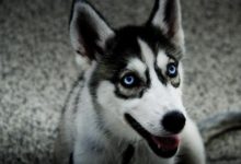 哈士奇掉毛怎麼辦 先要仔細觀察其癥狀-頭條楓林網