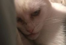 媽呀，這貓，居然有點不敢吸，實在是太丑了-頭條楓林網