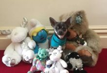 這7種狗狗原來最容易被寵壞！看完之後好像也不難理解它們為什麼會上榜了！-頭條楓林網