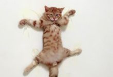 貓咪晚上又打碎一個花瓶！主人這次真的忍不了了，用此酷刑教它做貓！笑岔氣了！-頭條楓林網