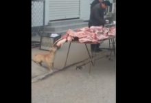 狗狗在豬肉攤偷肉，大口吃肉真爽，發現後被打慘！-頭條楓林網