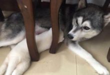 二哈生完崽崽後，睜開眼後越看越不對勁，一腳踹開小奶狗！-頭條楓林網