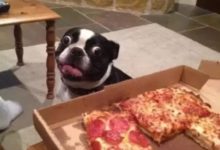 同樣是零食，為何這款解饞又吃不胖的肉乾能輕易獨佔狗子味蕾？-頭條楓林網