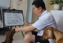 鏟屎官閑來無事教狗狗識字，看來不久後要成為「學霸」狗了！-頭條楓林網