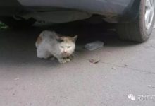 這隻流浪半年的貓咪，以為會餓的骨瘦如柴，沒想到竟然胖成小肥豬！-頭條楓林網