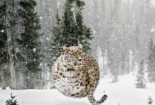 假如動物們的身體都變成了氣球狀態，有點莫名其妙的搞笑-頭條楓林網