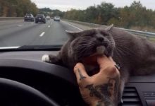 這些喵喵貓證明了為什麼貓也是人類最好的朋友！-頭條楓林網