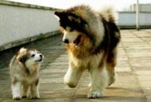 號稱史上「最肥」的阿拉斯加，毛絨絨的大肉球，萌的非常可愛！-頭條楓林網