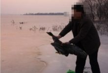 大爺湖邊撿到受傷大鵝，帶回家後當老師的兒子看後忙聯繫林業部門-頭條楓林網