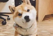 什麼？！柴犬和貓都談戀愛了！還有什麼不可能？-頭條楓林網