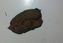 他在廚房牆洞發現類似土狀物的東西，剝開看到「裡面的東西」，雞皮疙瘩掉滿地！-頭條楓林網