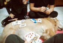 這個「牌桌」毛毛的 網友笑崩：千萬不能玩心臟病啊！-頭條楓林網