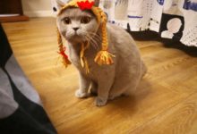 主人把貓咪打扮成小姑娘模樣，沒想到被做小卡片的人盯上了……-頭條楓林網