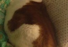 養貓，養豬，傻傻分不清楚？這些胖的像顆球的貓咪會讓你覺得是豬星人轉世的吧！-頭條楓林網