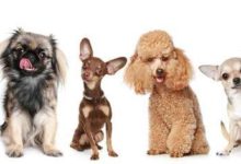 10種治癒系狗狗排名，第一名當之無愧！-頭條楓林網