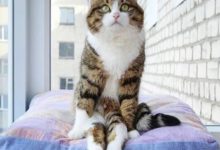 後肢殘疾的喵星人，樂觀心態感動了很多人-頭條楓林網