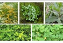 50種常見中草藥的作用與功效,送給大家收存。-頭條楓林網